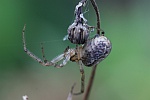 Herbstspinne (Meta segmentata)