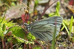 Rapsweiling (Pieris napi)