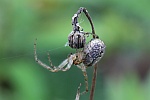 Herbstspinne (Meta segmentata)