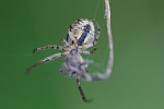 Herbstspinne (Meta segmentata)