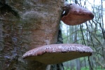 Birkenporling (Piptoporus betulinus)