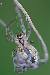 Herbstspinne (Meta segmentata)