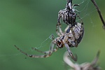 Herbstspinne (Meta segmentata)