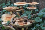 Sparrige Schppling (Pholiota squarrosa)