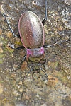 Hainlaufkfer (Carabus nemoralis)