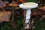 Gelber Knollenbltterpilz (Amanita citrina)