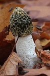 Stinkmorchel (Phallus impudicus) Stinkmorchel (Phallus impudicus)