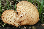 Schuppiger Porling (Polyporus squamosus)