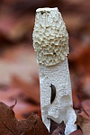 Stinkmorchel (Phallus impudicus)