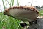 Schuppiger Porling (Polyporus squamosus)