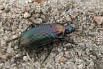 Kupferfarbene Buntgrablufer (Poecilus cupreus)