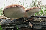 Schuppiger Porling (Polyporus squamosus)