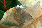 Variable Ktzcheneule (Orthosia incerta)