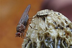 Gelbe Baumfliege (Dryope flaveola)