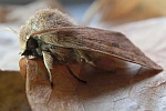 Variable Ktzcheneule (Orthosia incerta)