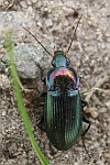 Kupferfarbene Buntgrablufer (Poecilus cupreus)