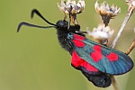 Kleewidderchen (Zygaena lonicerae)