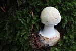 Gelber Knollenbltterpilz (Amanita citrina)