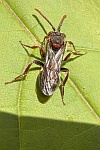 Gestreifte Wespenbiene (Nomada striata)