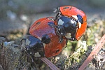 Siebenpunkt-Marienkäfer (Coccinella septempunctata)