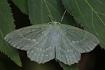 Grnes Blatt (Geometra papilionaria)