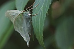 Grnes Blatt (Geometra papilionaria)