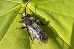 Graue Sandbiene (Andrena cineraria)