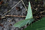 Grnes Blatt (Geometra papilionaria)