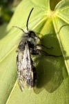 Graue Sandbiene (Andrena cineraria)