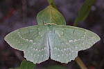 Grnes Blatt (Geometra papilionaria)