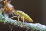 Spitzling (Aelia acuminata)