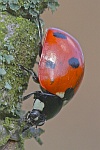 Siebenpunkt-Marienkfer (Coccinella septempunctata)