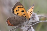 Kleiner Feuerfalter (Lycaena phlaeas)