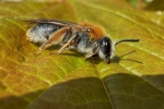 Rotschopfige Sandbiene (Andrena haemorrhoa)