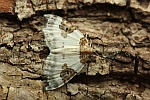 Milchweier Bindenspanner (Plemyria rubiginata)