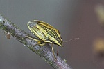 Spitzling (Aelia acuminata)