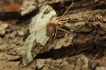 Milchweier Bindenspanner (Plemyria rubiginata)