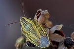 Spitzling (Aelia acuminata)