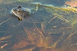 Moorfrosch (Rana arvalis)