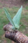 Grnes Blatt (Geometra papilionaria)