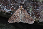 Groer Frostspanner (Erannis defoliaria)