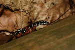 Holzwespenschlupfwespe (Rhyssa persuasoria)