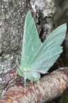 Grnes Blatt (Geometra papilionaria)