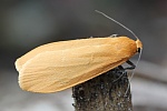 Dottergelbes Flechtenbrchen