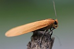 Dottergelbes Flechtenbrchen (Eilema sororcula)