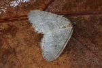 Kleiner Frostspanner (Operophtera brumata)