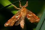 Heidekraut-Wurzelbohrer (Phymatopus hecta)