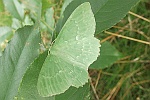 Grnes Blatt (Geometra papilionaria)