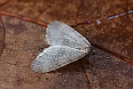 Kleiner Frostspanner (Operophtera brumata)