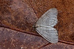 Kleiner Frostspanner (Operophtera brumata)